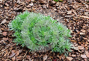 Artemisia schmidtiana Nana in the Botany in Poland.