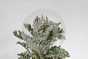 Artemisia stelleriana or Beach Wormwood