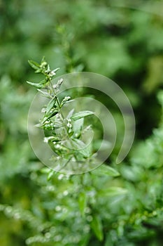 Artemisia vulgari photo