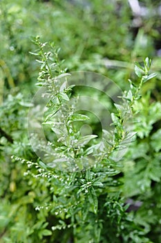Artemisia vulgaris photo