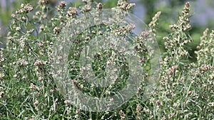 Artemisia vulgaris. Common wormwood on a summer day in northern Siberia