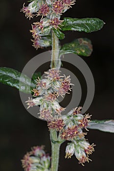 Artemisia vulgaris, Compositae.