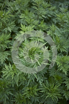 Artemisia vulgaris plants