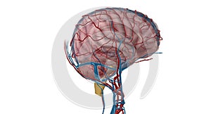 Arterial Supply to the Brain