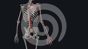 The arterial supply of the upper limb is derived from the subclavian artery