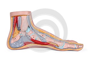 Arterial system. Blood circulation of the lower extremities.