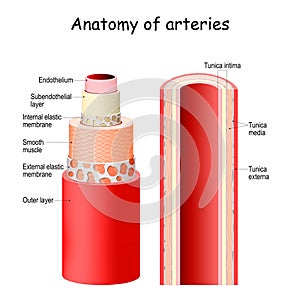 Arteries anatomy