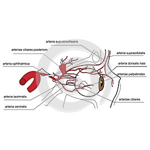 Arteries of the eye - side view