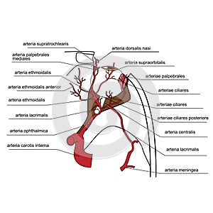 Arteries of the eye - a top view