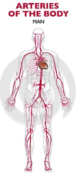 Arteries in the human body, anatomy.