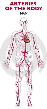 Arteries in the human body, anatomy. photo