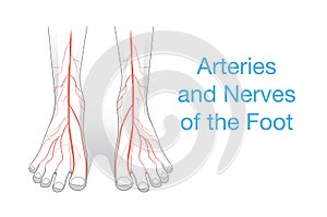 Arteries and nerves of the Foot.