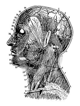 Arteries and Nerves, vintage illustration