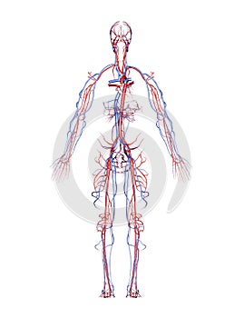 Arteries and Veins