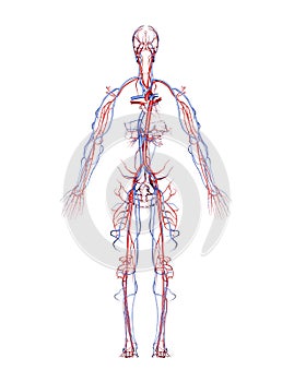 Arteries and Veins photo