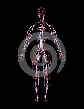 Arteries and Veins photo