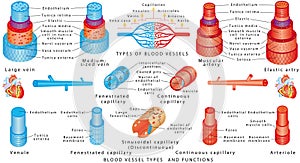 Arteries and veins photo