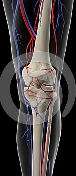 The arteries and veins of the knee