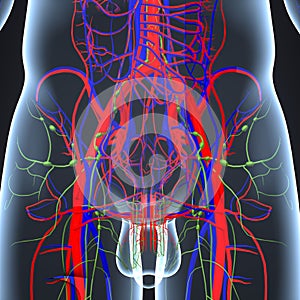 Arteries, Veins and Lymph nodes at Hip region in Human Body