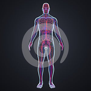 Arteries, Veins and Lymph nodes in Human Body Anterior view