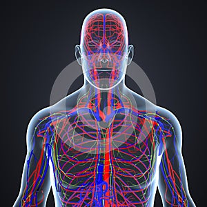 Arteries, Veins and Lymph nodes in Human Body Anterior view