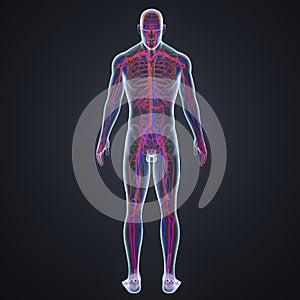 Arteries, Veins and Lymph nodes with Human Body Posterior view