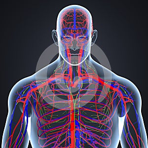 Arteries, Veins and Lymph nodes in Human Body Posterior view