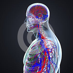 Arteries, Veins and Lymph nodes with Skeletal Body Lateral view