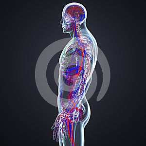 Arteries, Veins and Lymph nodes with Skeleton Body