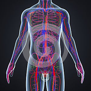 Arteries, Veins and Lymphnodes with Human Body