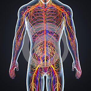 Arteries, Veins and Nerves with Human Body