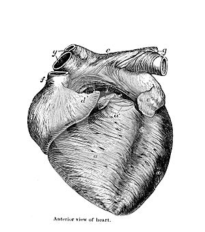 Arterior view of heart in the old book Human phisiology by H. Chapman, Philadelphia, 1887