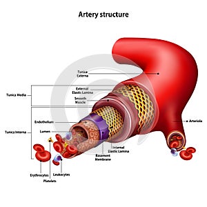 Artery structure with the name of all structural elements. Vector illustration