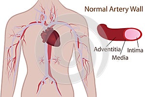 Artery system in human body