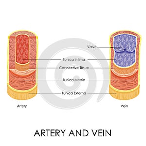 Artery and Vein