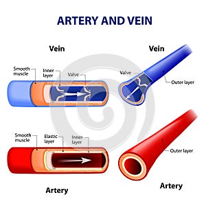 Artery and vein. photo
