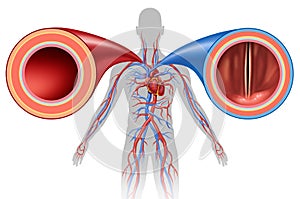 Artery And Vein Human Circulation photo