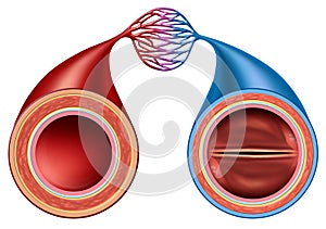 Artery And Vein photo