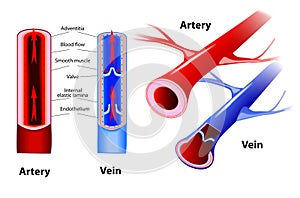 Artery and vein. Vector