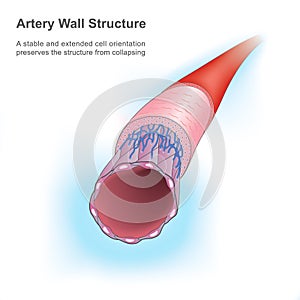 Artery Wall Structure.