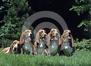 Artesian Norman Basset or Basset Artesien Normand Dog sitting on Grass