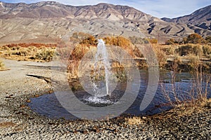 Artesian Spring In Owens Valley