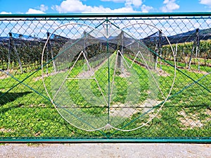 Artful designed entrance gate to apple plantation