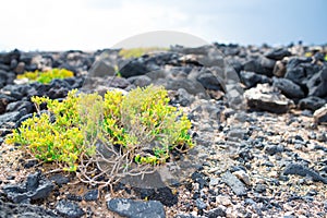 Arthrocnemum macrostachyum growing between volcanic rocks