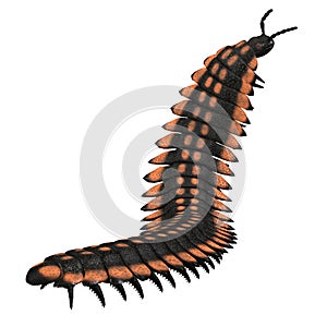 Arthropleura Invertebrate