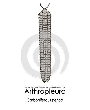 Arthropleura, the largest-known invertebrate