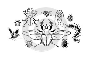 Arthropod animals composition. Various insect species. Stag beetle, bumblebee, dragonfly, sacred scarab, scolopendra