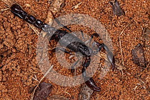 arthropod arachnid chelicerate scorpion