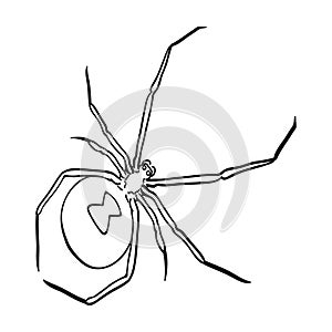 An arthropod bug is an insect.A spider, a predatory insect single icon in outline style vector symbol stock isometric