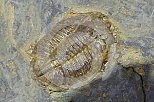 Arthropod fossil. Ordovician Era